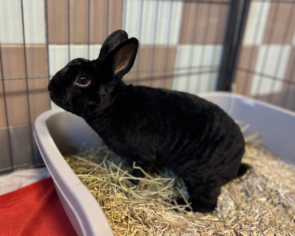 Rex - Rongeur Lapin à adopter