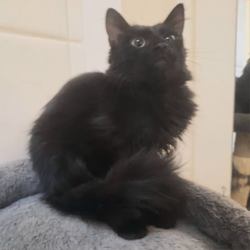 BOGART - Chat à adopter - photo 2