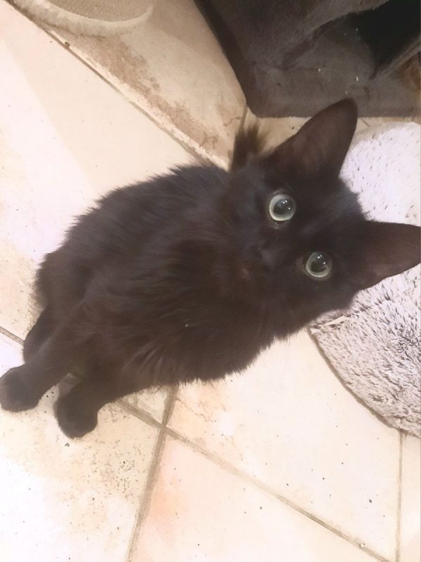 BOGART - Chat à adopter
