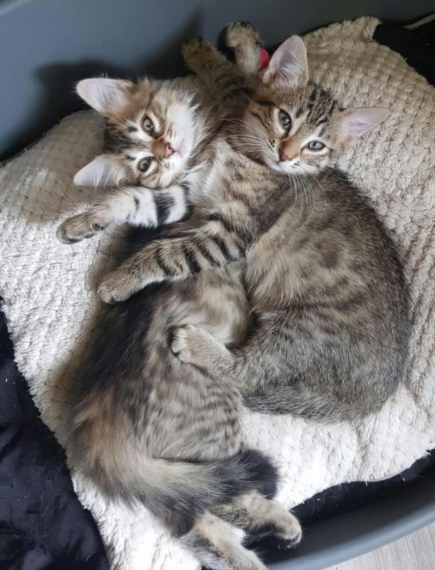 Boy et Bastos - Chat Européen à adopter