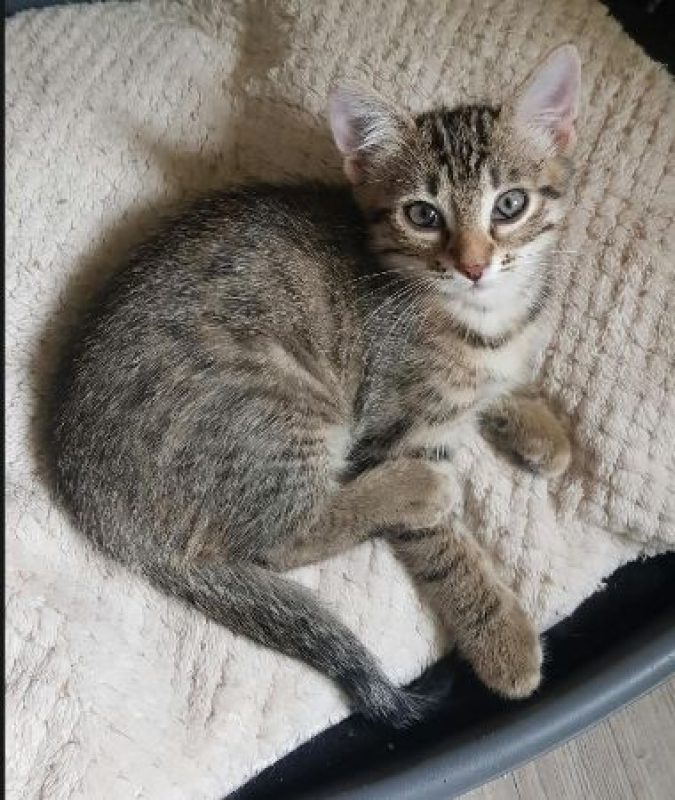 Boy et Bastos - Chat Européen à adopter - photo 3