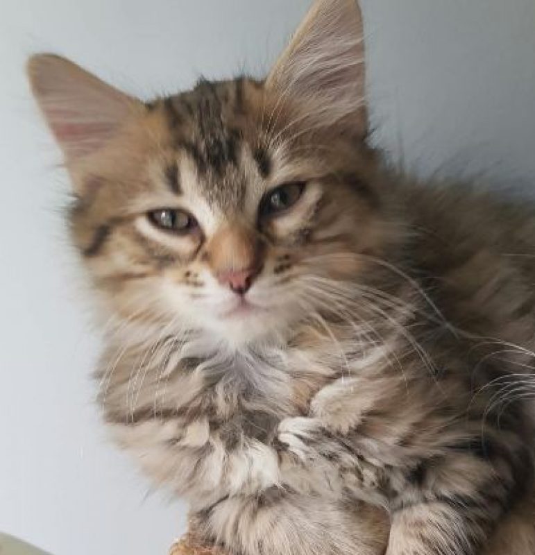 Boy et Bastos - Chat Européen à adopter - photo 2