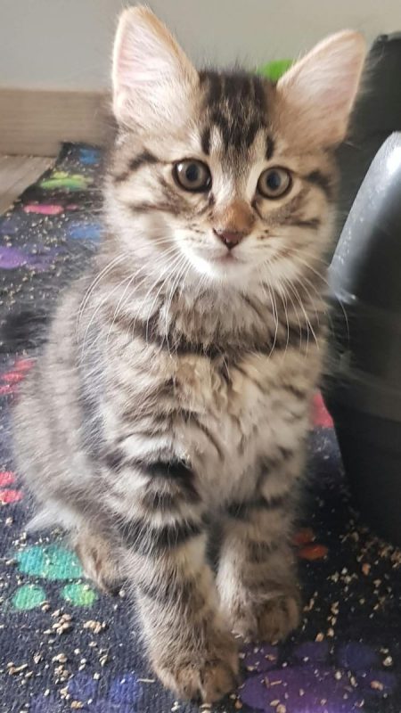 Balisto - Chat Européen à adopter