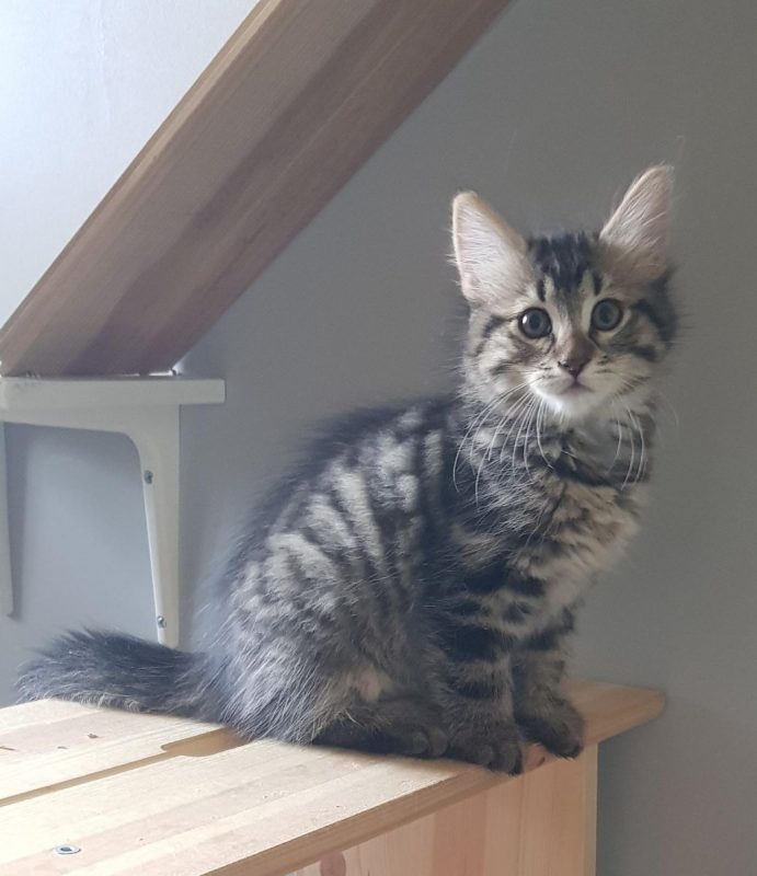 Balisto - Chat Européen à adopter - photo 3
