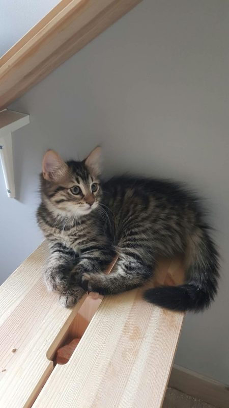 Balisto - Chat Européen à adopter - photo 2