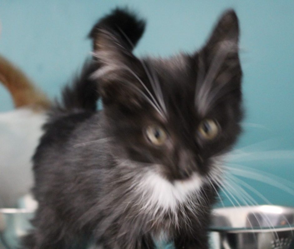 Uzak - Chat Européen à adopter