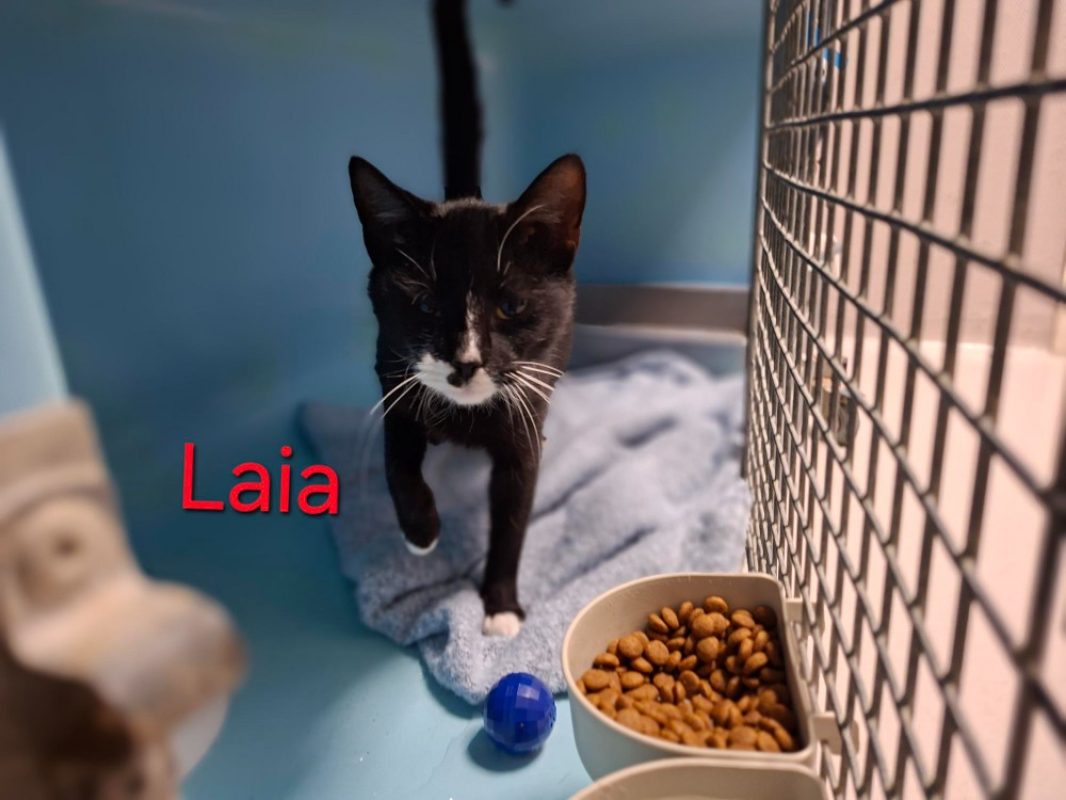 Laia - Chat Européen à adopter
