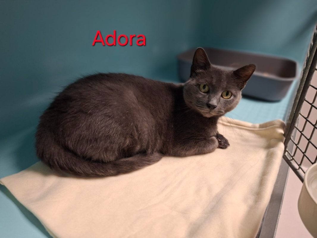 Adora - Chat Européen à adopter