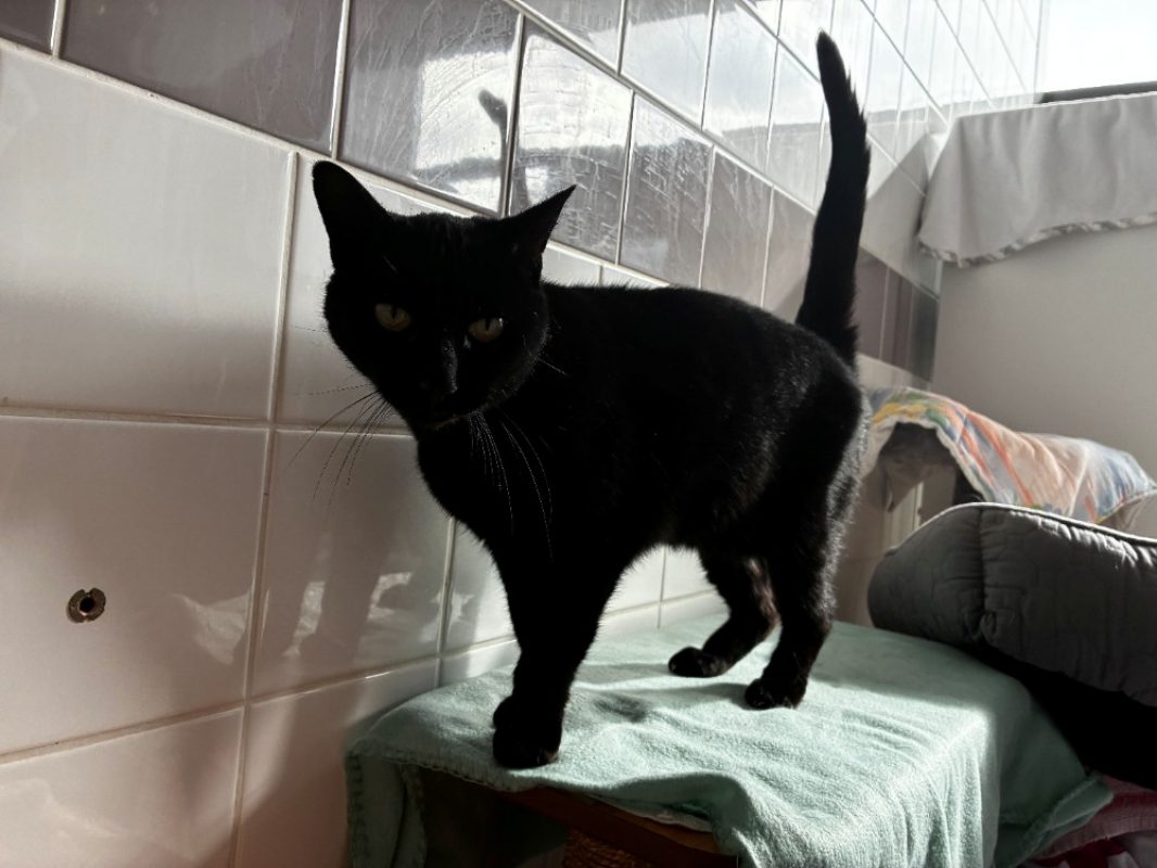 Bibiche - Chat Européen à adopter