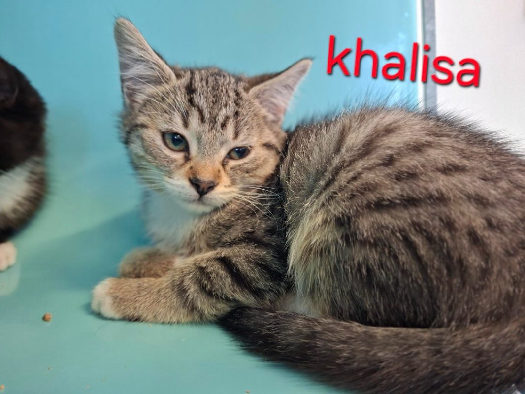 Khalisa - Chat Européen à adopter