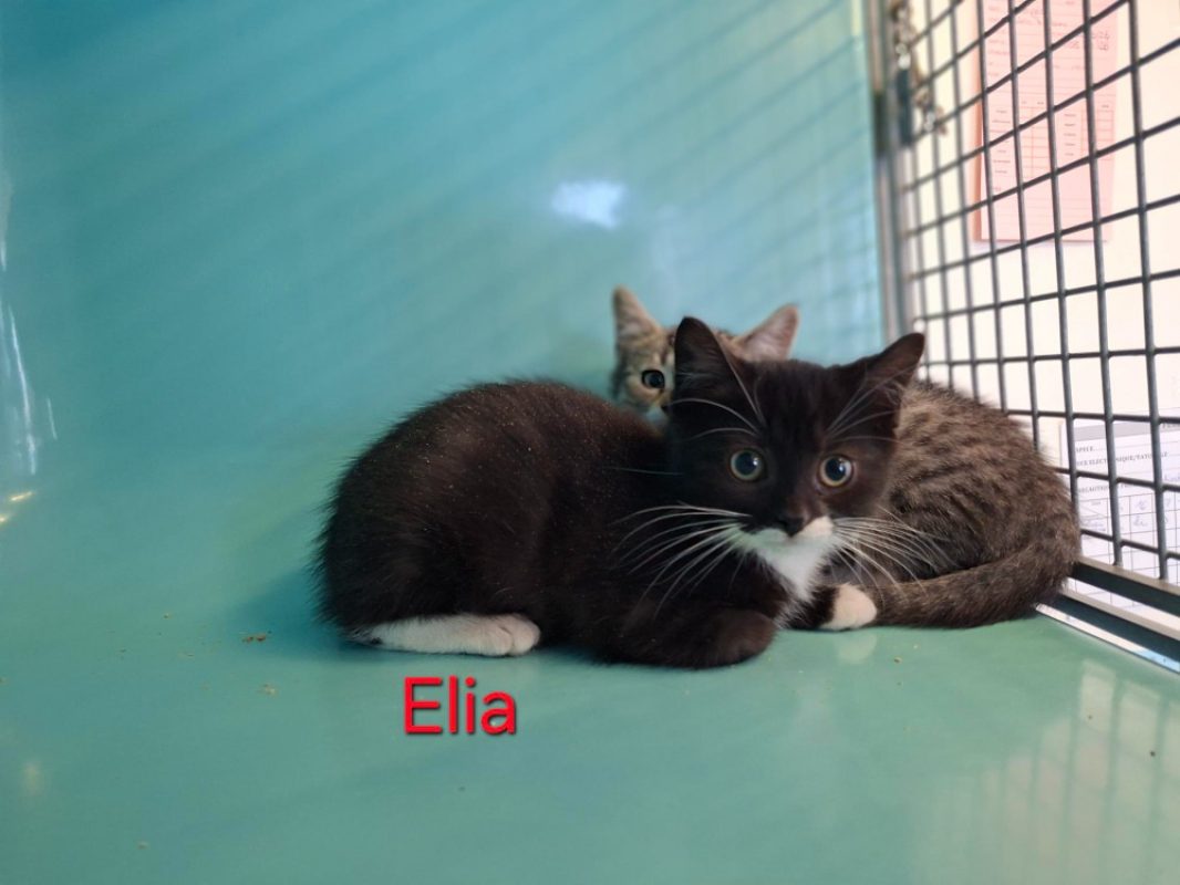 Elia - Chat Européen à adopter