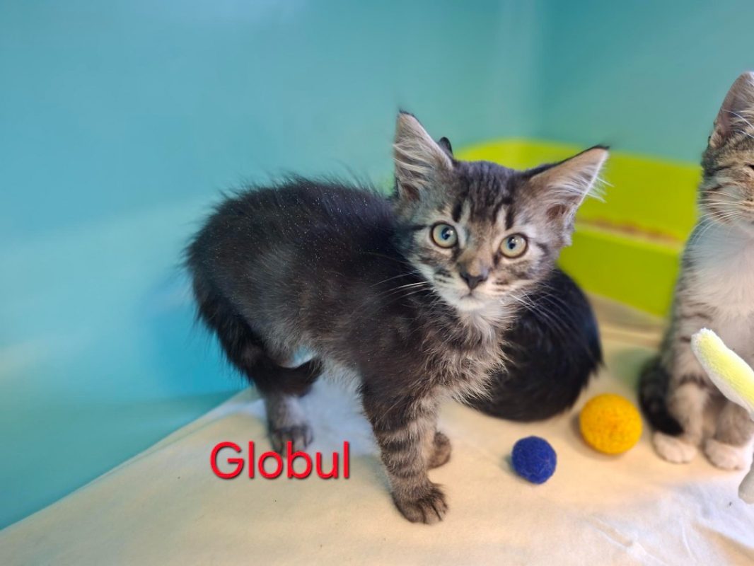 Globul - Chat Européen à adopter