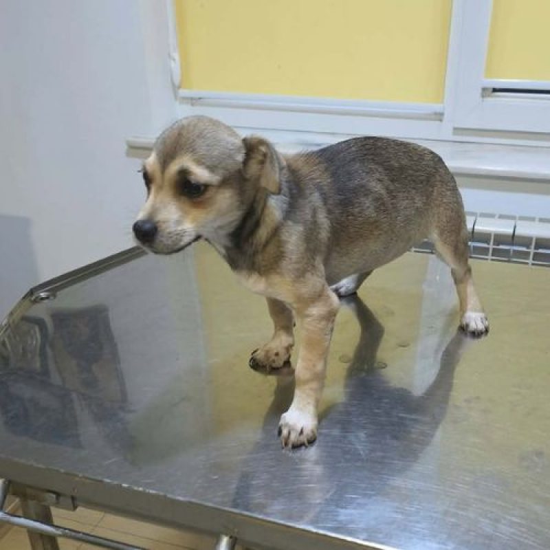 MARA - Chien à adopter - photo 3