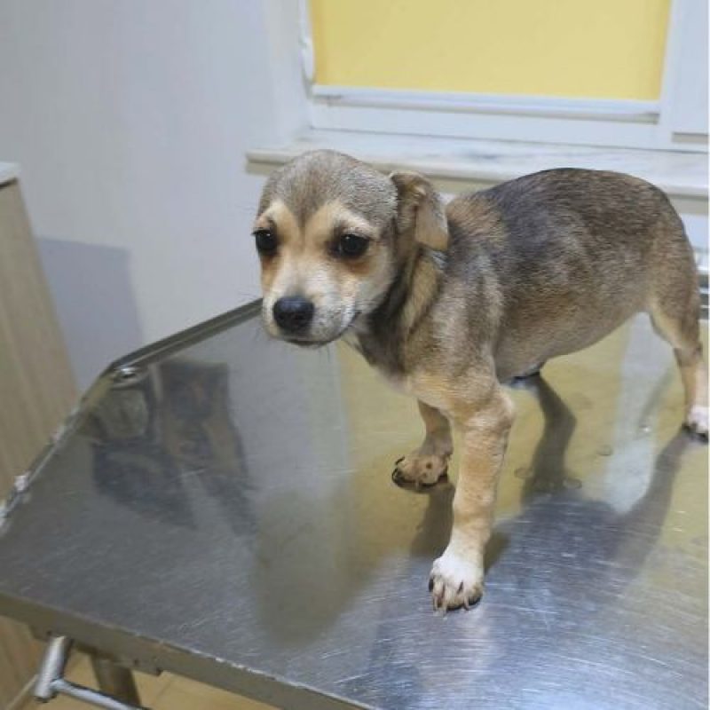 MARA - Chien à adopter - photo 5