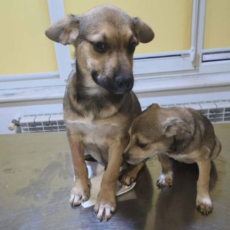 MARA - Chien à adopter - photo 2