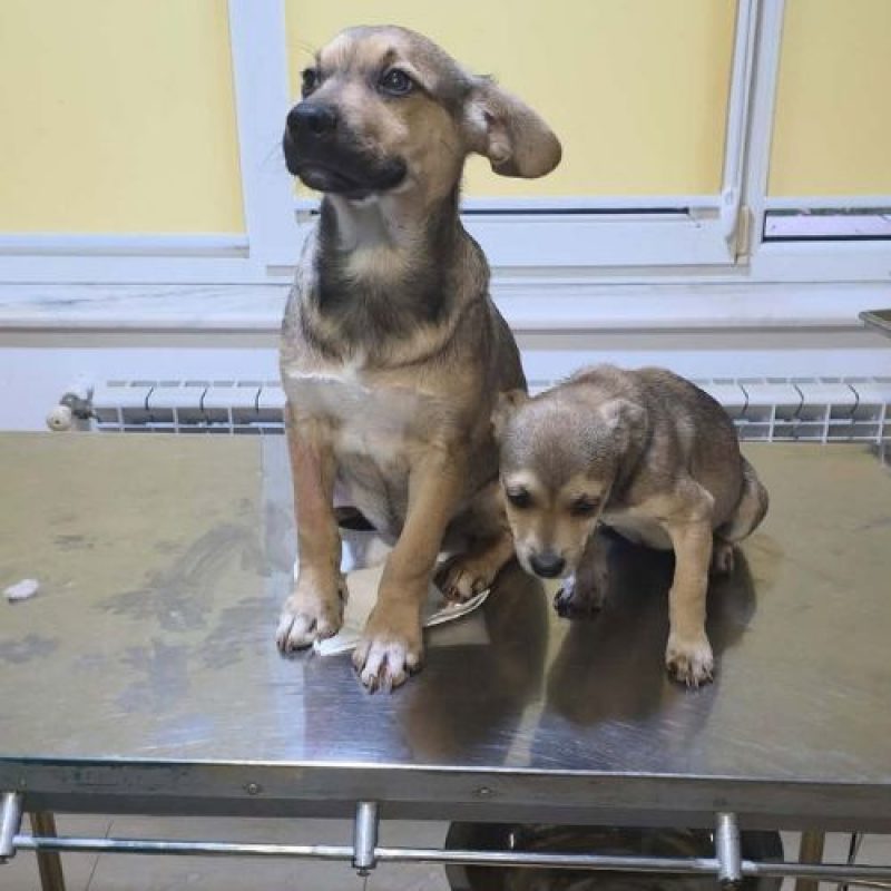 MARA - Chien à adopter - photo 4