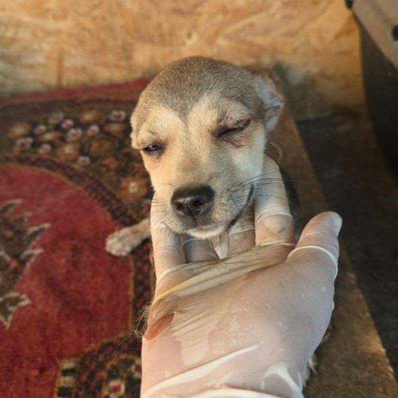 MARA - Chien à adopter - photo 6