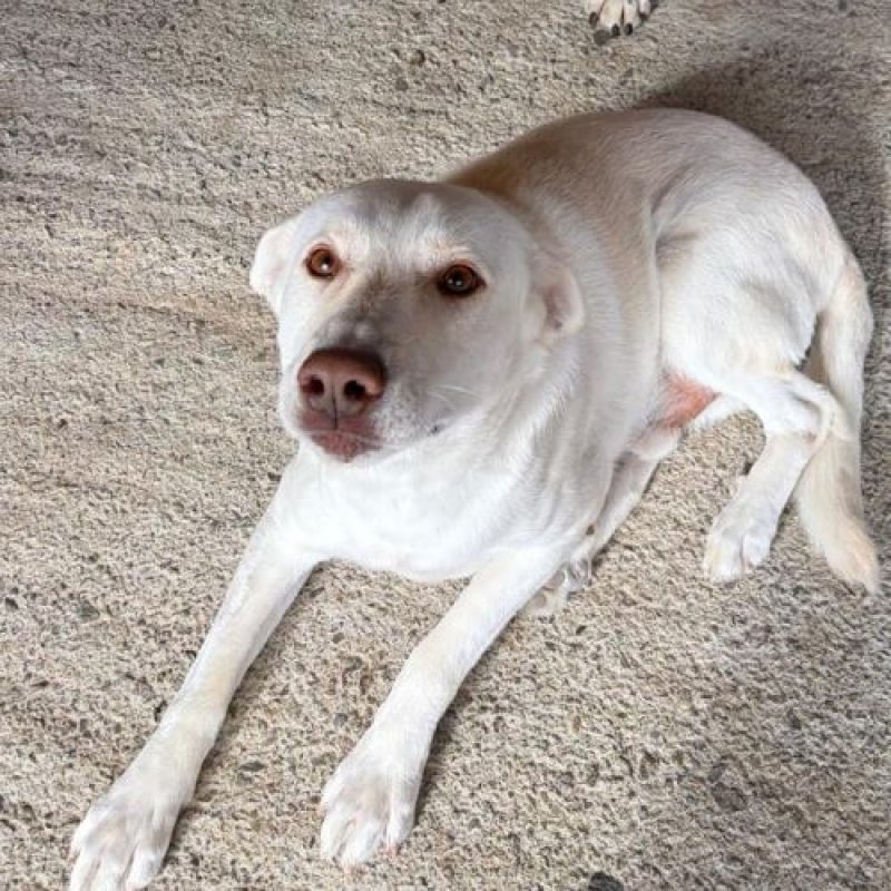 ATLAS - Chien à adopter - photo 7