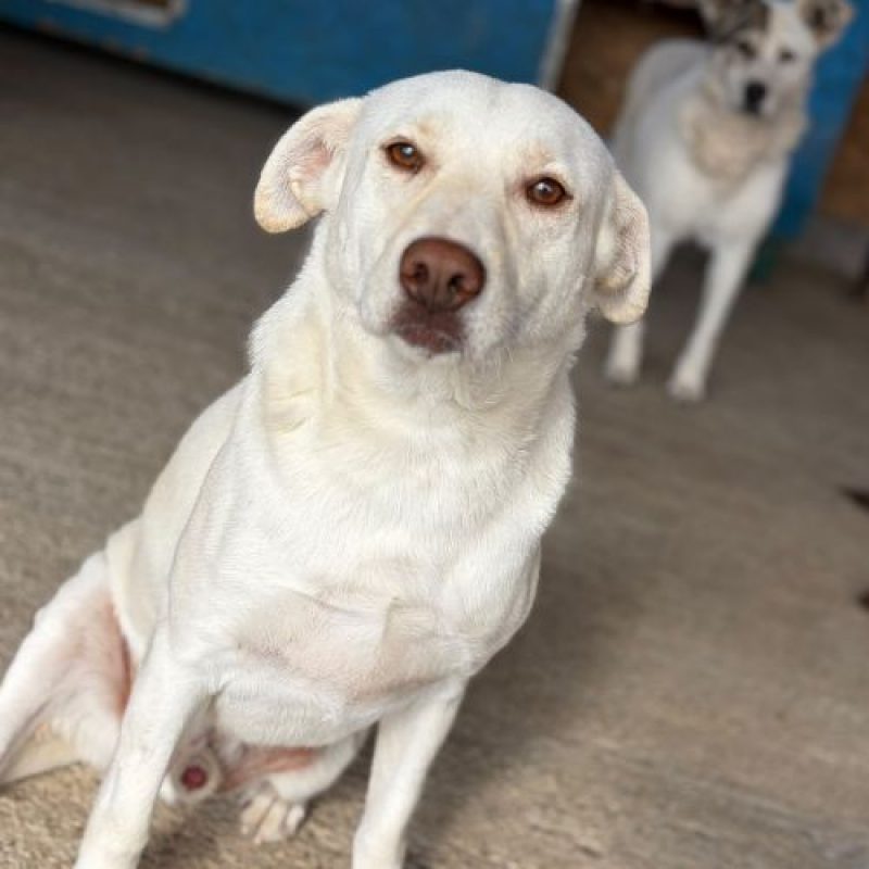 ATLAS - Chien à adopter - photo 5