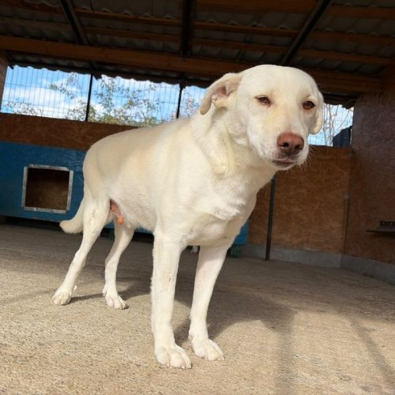 ATLAS - Chien à adopter