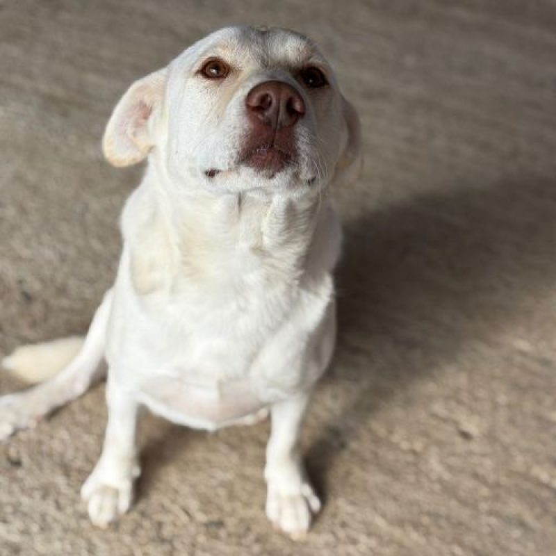 ATLAS - Chien à adopter - photo 3