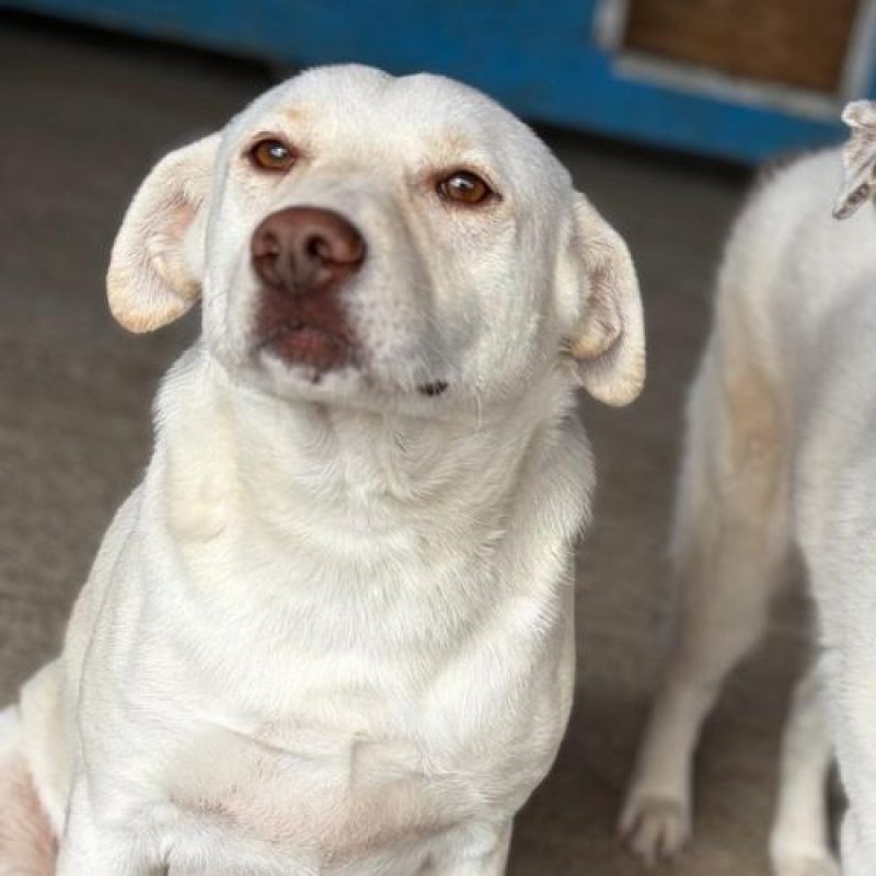ATLAS - Chien à adopter - photo 6