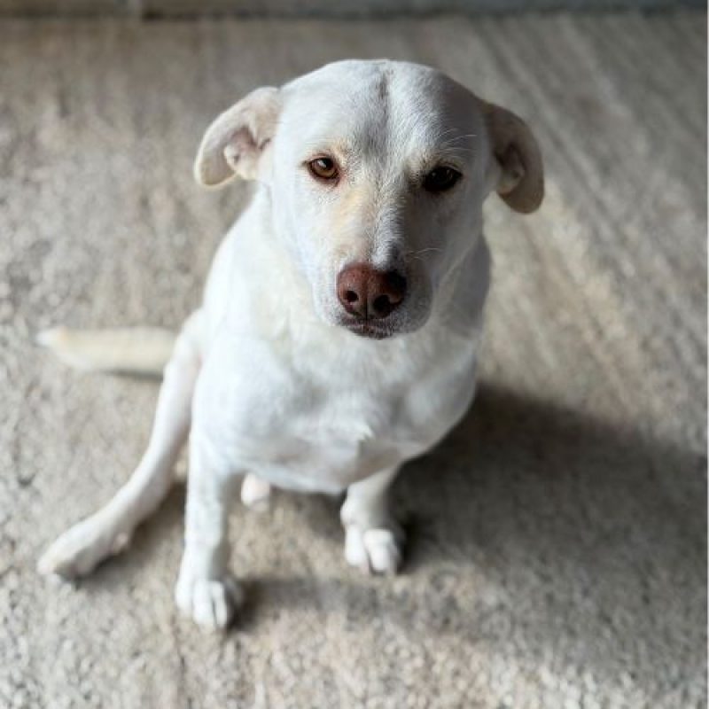 ATLAS - Chien à adopter - photo 2
