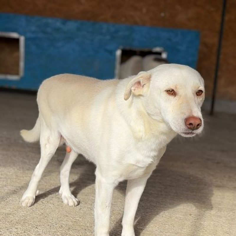 ATLAS - Chien à adopter - photo 4