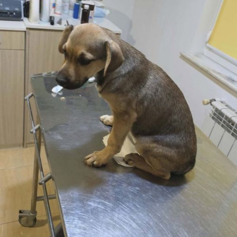 MARIO - Chien à adopter - photo 4