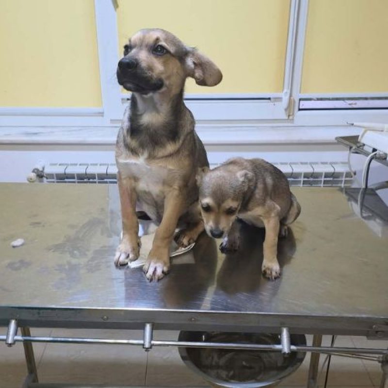MARIO - Chien à adopter - photo 6