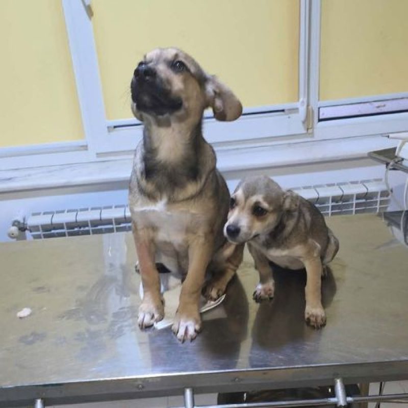 MARIO - Chien à adopter - photo 5