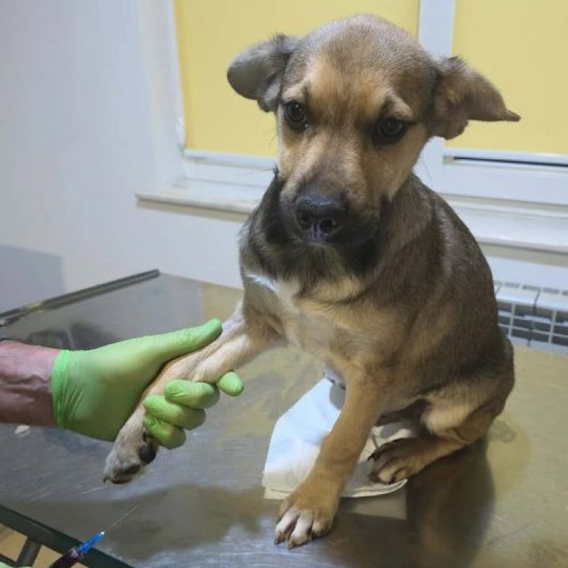 MARIO - Chien à adopter - photo 2