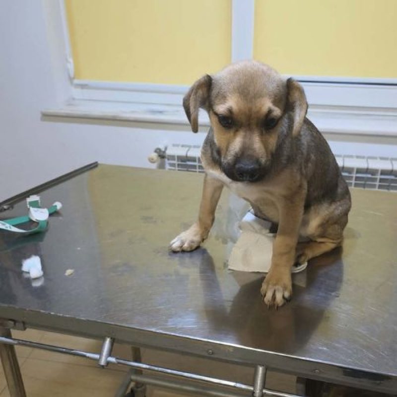 MARIO - Chien à adopter