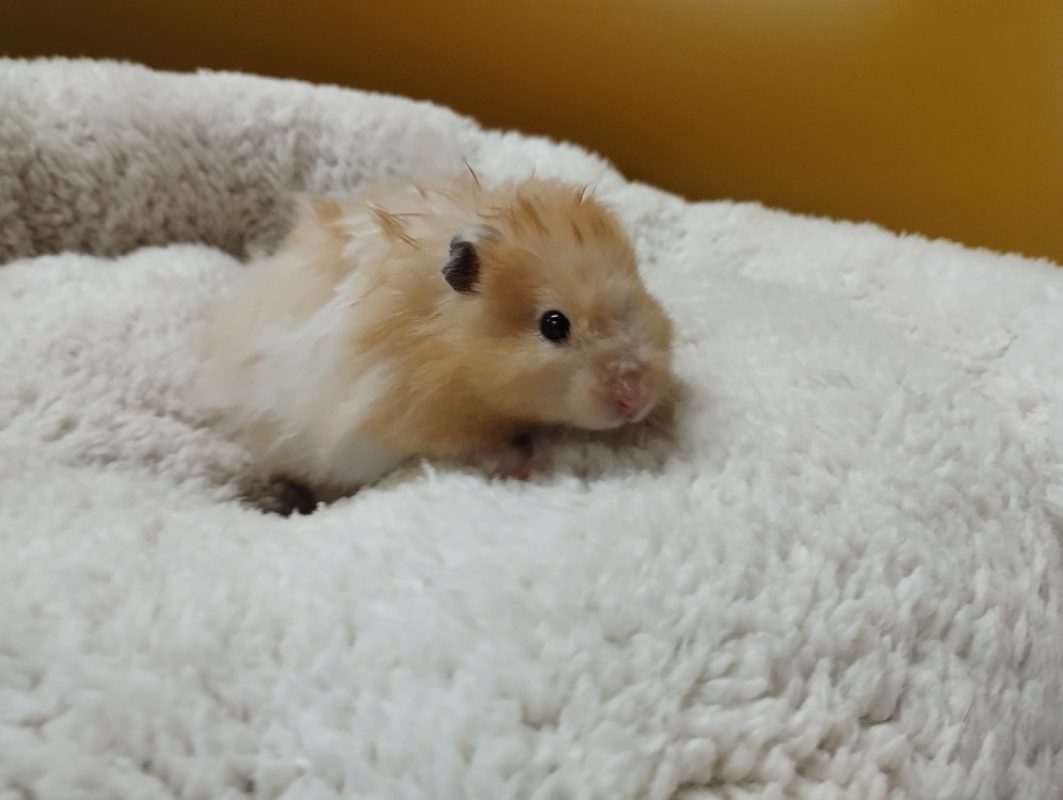 Tac - Rongeur Hamster à adopter