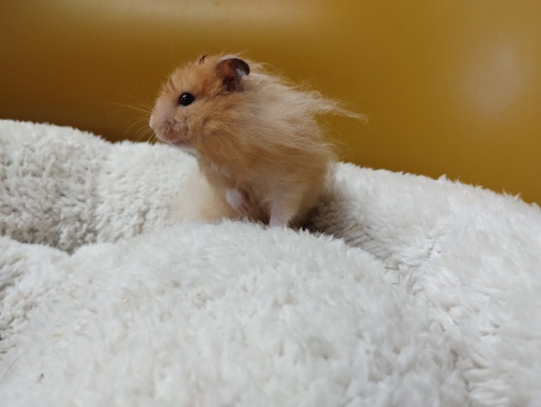 Tic - Rongeur Hamster à adopter