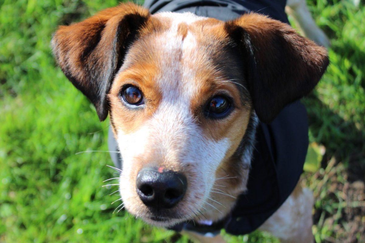 Todd - Chien Epagneul Allemand à adopter