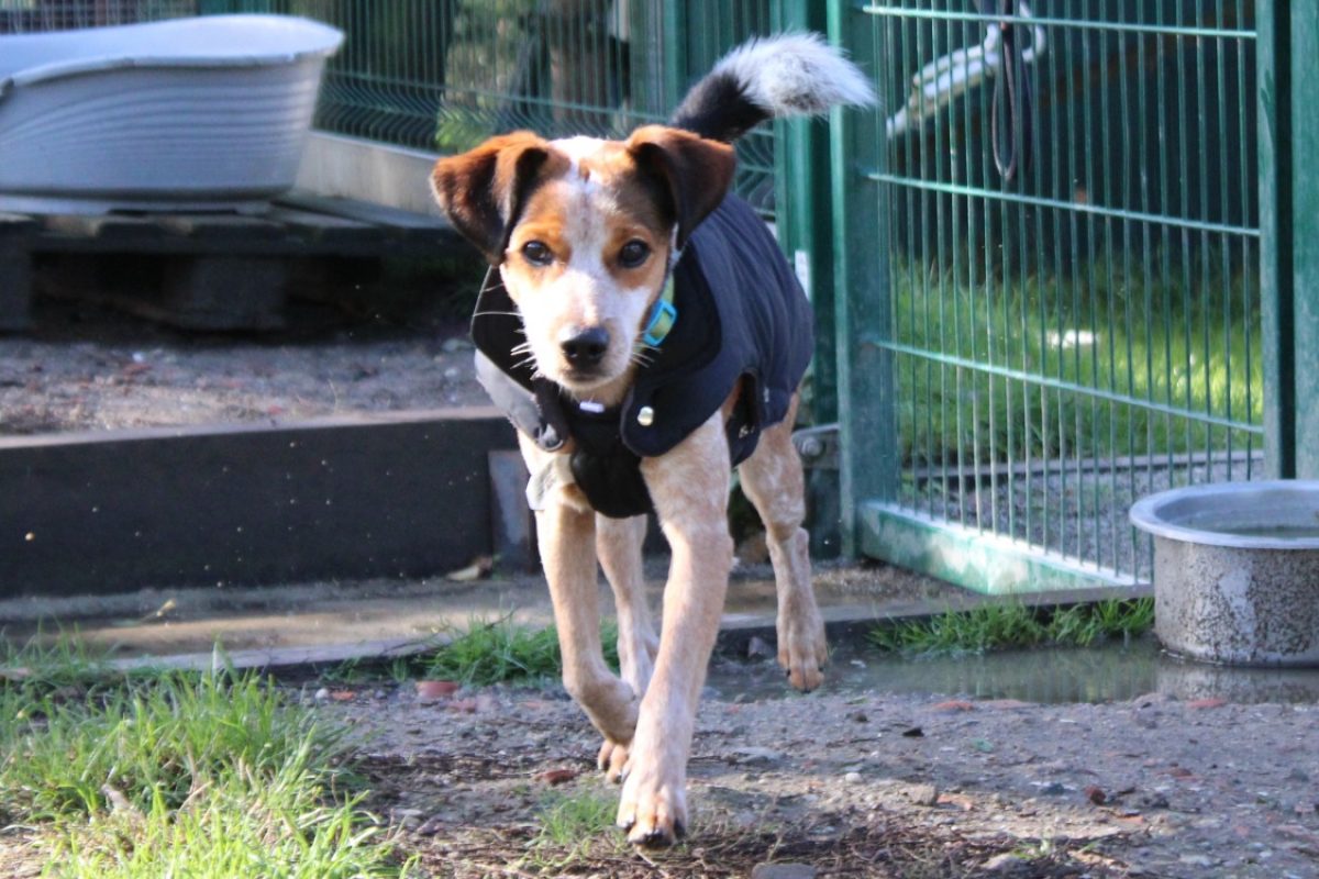 Todd - Chien Epagneul Allemand à adopter - photo 2