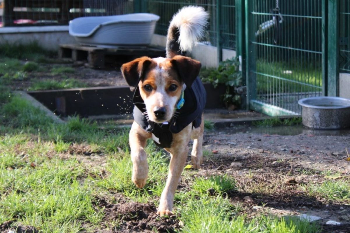 Todd - Chien Epagneul Allemand à adopter - photo 3