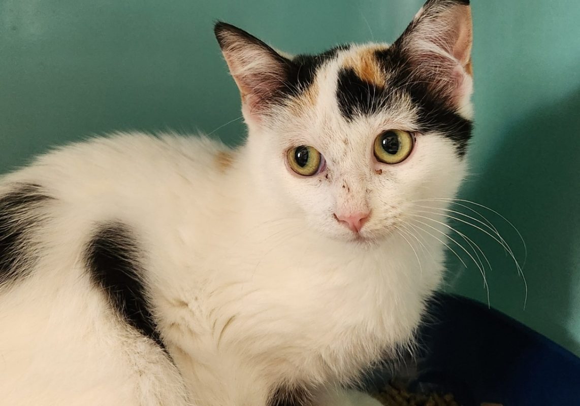 Bruine - Chat Européen à adopter