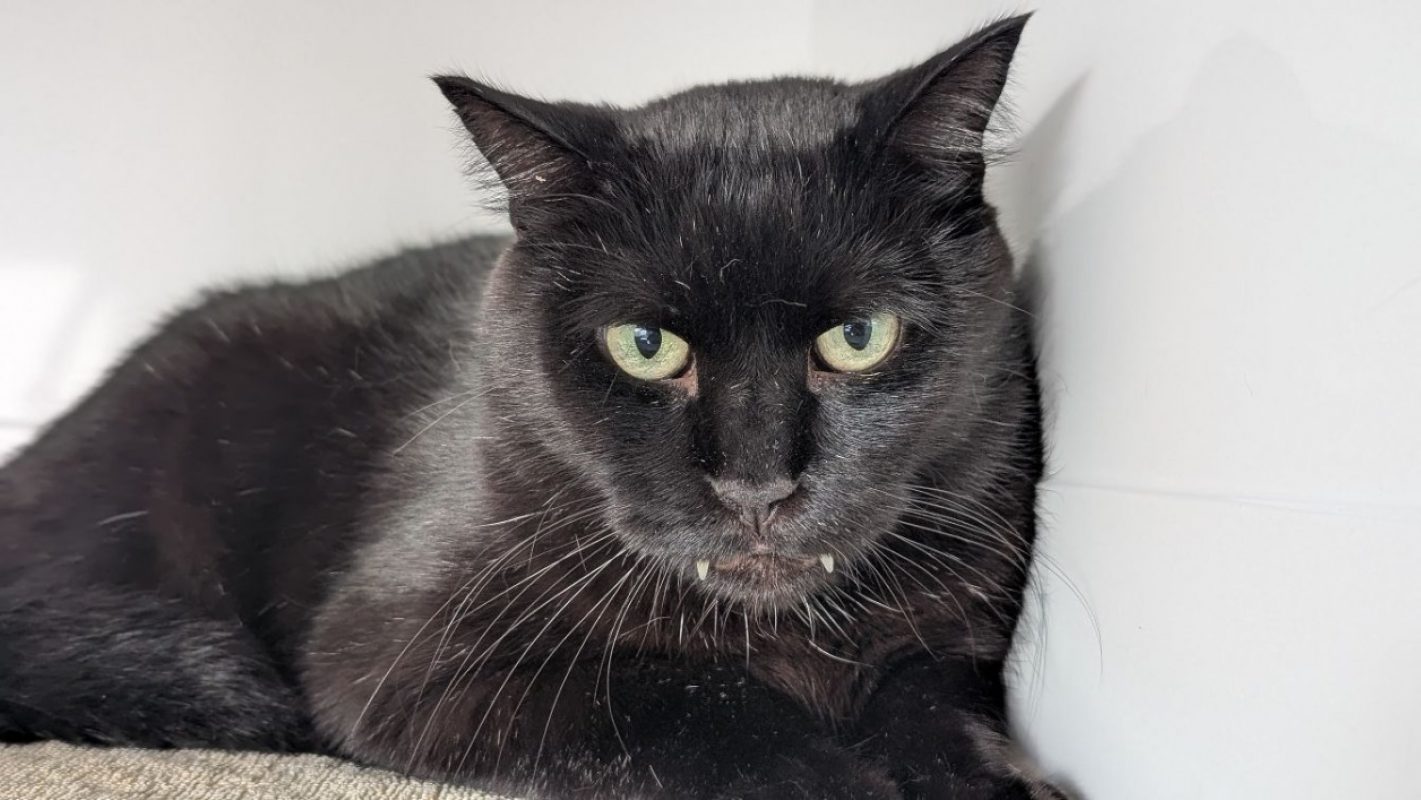 Nixon - Chat Européen à adopter