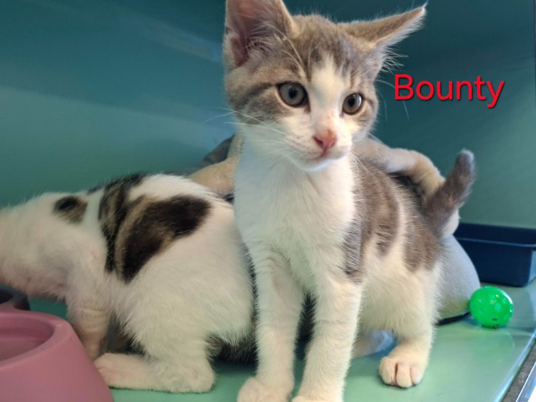 Bounty - Chat Européen à adopter