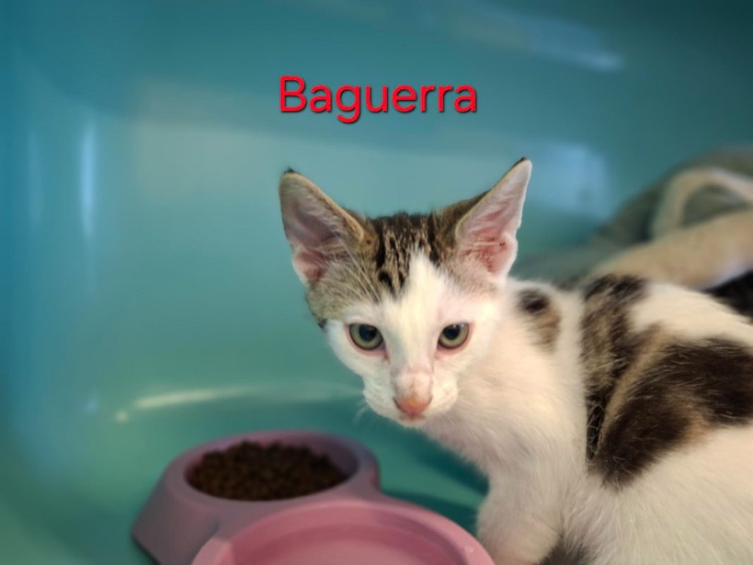 Baguerra - Chat Européen à adopter