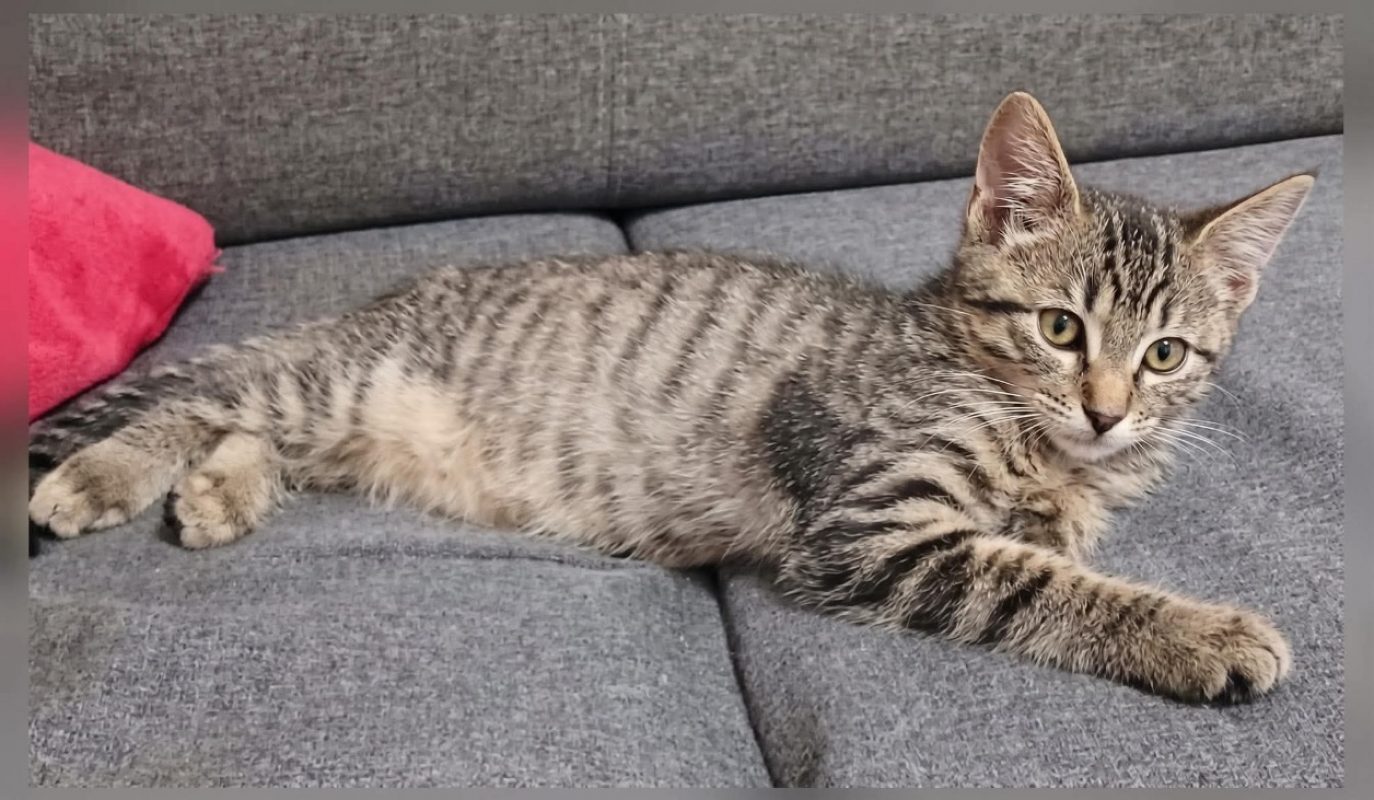 Gabin - Chat Européen à adopter - photo 2