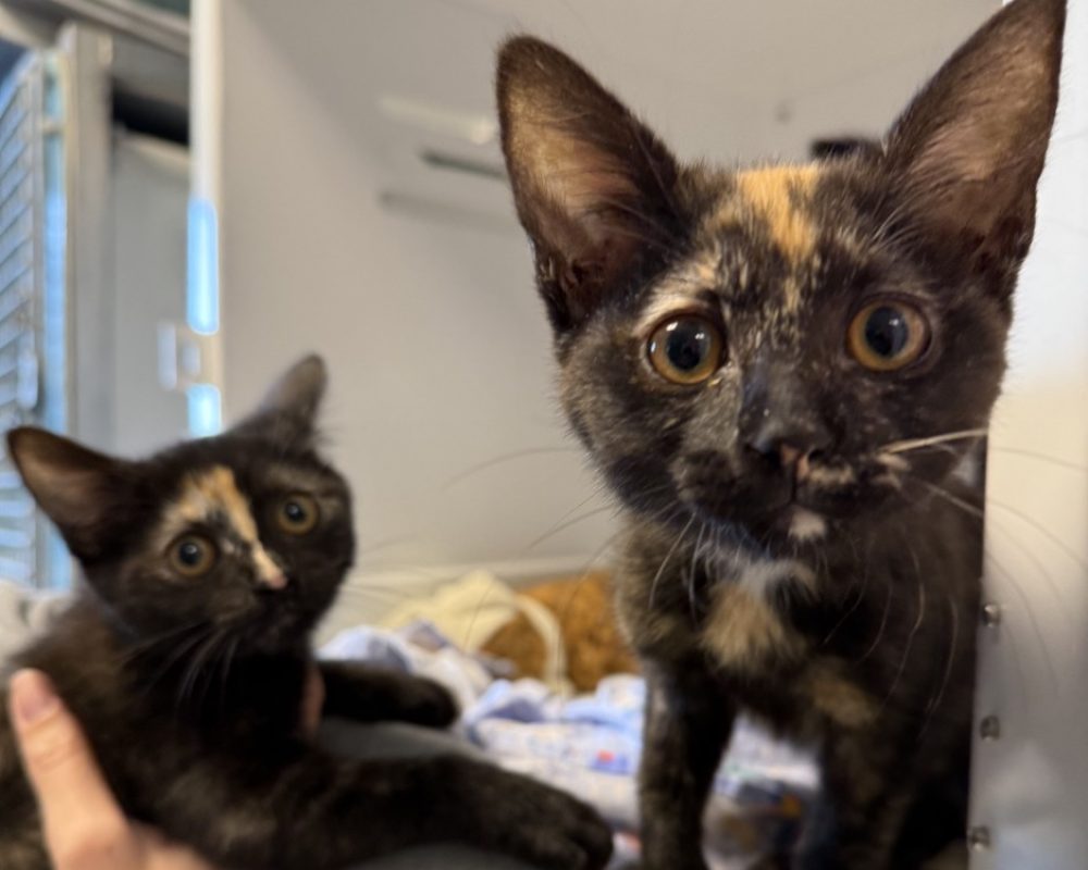 Cerise et framboise - Chat Européen à adopter