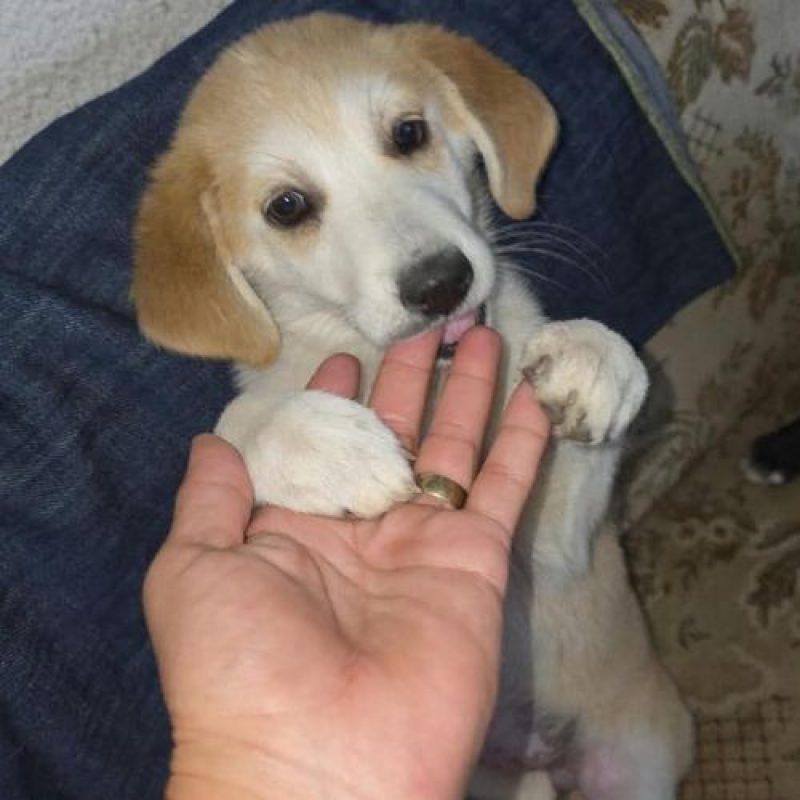SCARLETT - Chien à adopter - photo 2