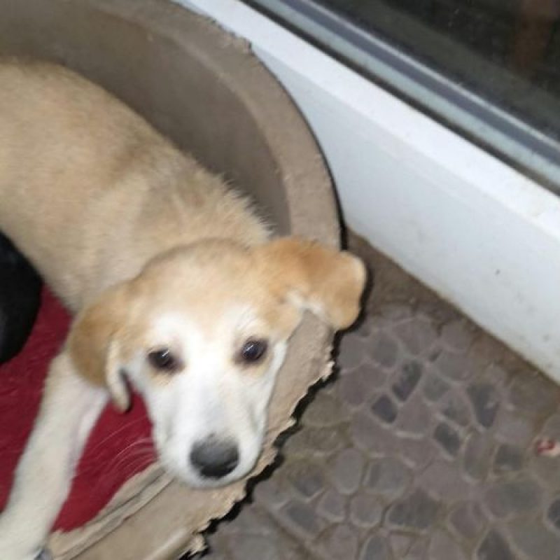 SCARLETT - Chien à adopter