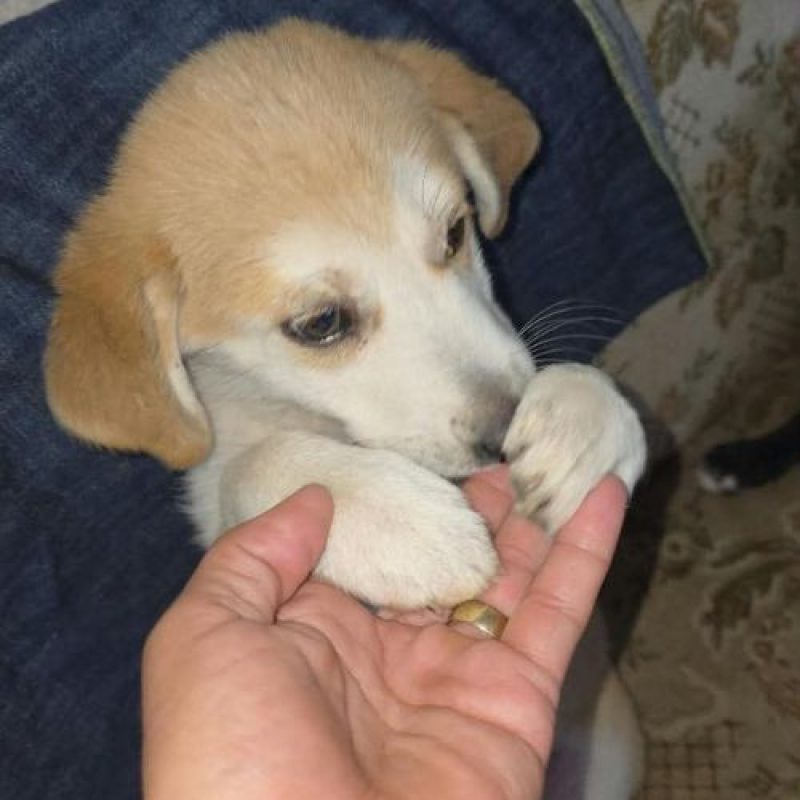 SCARLETT - Chien à adopter - photo 3