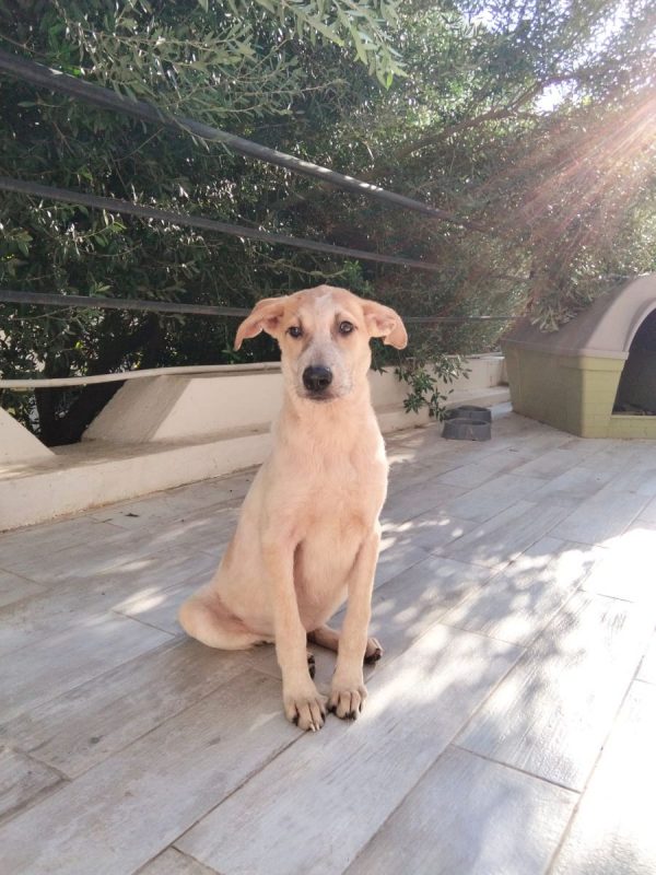 DOMI - Chien à adopter - photo 4