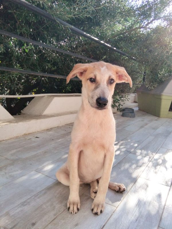 DOMI - Chien à adopter - photo 5