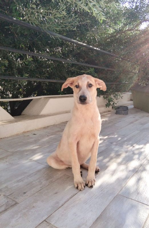 DOMI - Chien à adopter